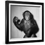 A Chimp, 1955-null-Framed Photographic Print