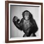 A Chimp, 1955-null-Framed Photographic Print