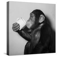 A Chimp Drinking a Cup of Tea-null-Stretched Canvas