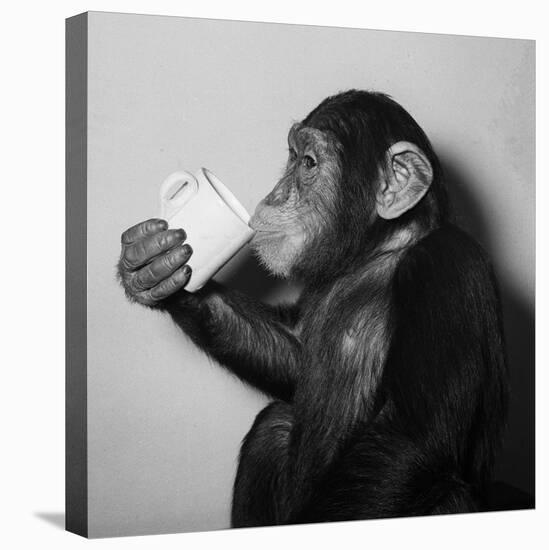 A Chimp Drinking a Cup of Tea-null-Stretched Canvas