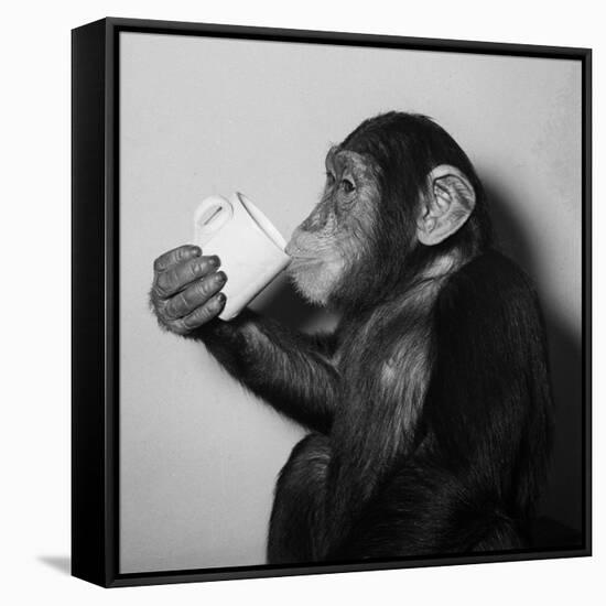 A Chimp Drinking a Cup of Tea-null-Framed Stretched Canvas