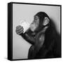 A Chimp Drinking a Cup of Tea-null-Framed Stretched Canvas