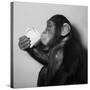 A Chimp Drinking a Cup of Tea-null-Stretched Canvas