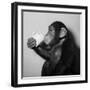 A Chimp Drinking a Cup of Tea-null-Framed Photographic Print