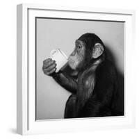 A Chimp Drinking a Cup of Tea-null-Framed Photographic Print