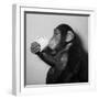 A Chimp Drinking a Cup of Tea-null-Framed Photographic Print