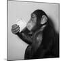 A Chimp Drinking a Cup of Tea-null-Mounted Photographic Print