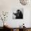 A Chimp Drinking a Cup of Tea-null-Photographic Print displayed on a wall