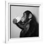 A Chimp Drinking a Cup of Tea-null-Framed Photographic Print