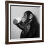 A Chimp Drinking a Cup of Tea-null-Framed Photographic Print