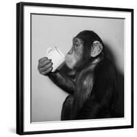 A Chimp Drinking a Cup of Tea-null-Framed Photographic Print