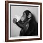A Chimp Drinking a Cup of Tea-null-Framed Photographic Print