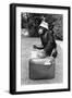 A Chimpanzee at Twycross Zoo ready for travelling-Staff-Framed Photographic Print