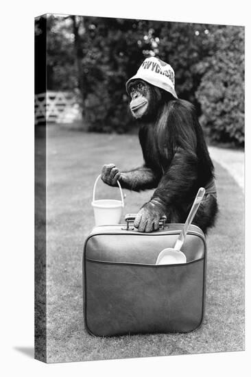 A Chimpanzee at Twycross Zoo ready for travelling-Staff-Stretched Canvas