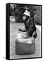 A Chimpanzee at Twycross Zoo ready for travelling-Staff-Framed Stretched Canvas