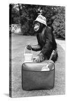 A Chimpanzee at Twycross Zoo ready for travelling-Staff-Stretched Canvas
