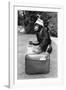 A Chimpanzee at Twycross Zoo ready for travelling-Staff-Framed Photographic Print