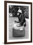 A Chimpanzee at Twycross Zoo ready for travelling-Staff-Framed Photographic Print