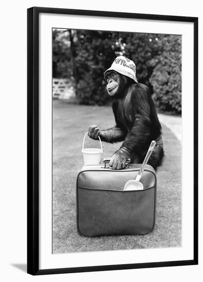 A Chimpanzee at Twycross Zoo ready for travelling-Staff-Framed Photographic Print