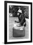 A Chimpanzee at Twycross Zoo ready for travelling-Staff-Framed Photographic Print