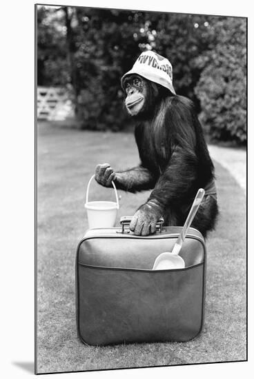A Chimpanzee at Twycross Zoo ready for travelling-Staff-Mounted Photographic Print