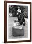 A Chimpanzee at Twycross Zoo ready for travelling-Staff-Framed Photographic Print