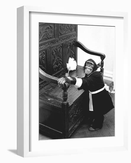 A Chimpanzee brushing up on the housework-Staff-Framed Photographic Print