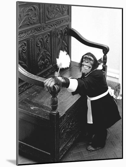 A Chimpanzee brushing up on the housework-Staff-Mounted Photographic Print