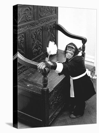 A Chimpanzee brushing up on the housework-Staff-Stretched Canvas