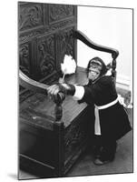 A Chimpanzee brushing up on the housework-Staff-Mounted Photographic Print