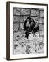 A Chimpanzee in Paradise-Staff-Framed Photographic Print