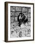 A Chimpanzee in Paradise-Staff-Framed Photographic Print