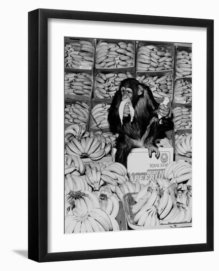 A Chimpanzee in Paradise-Staff-Framed Photographic Print