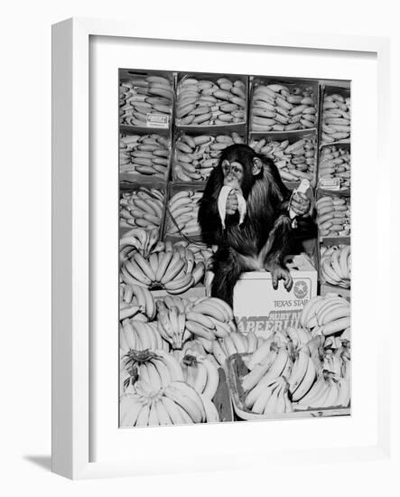 A Chimpanzee in Paradise-Staff-Framed Photographic Print