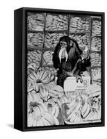 A Chimpanzee in Paradise-Staff-Framed Stretched Canvas