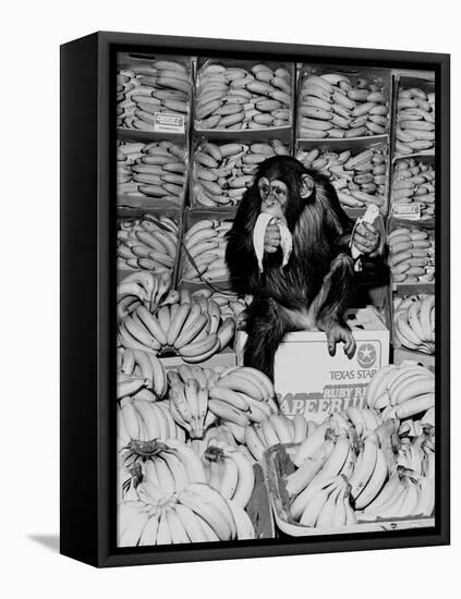 A Chimpanzee in Paradise-Staff-Framed Stretched Canvas