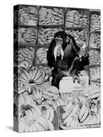 A Chimpanzee in Paradise-Staff-Stretched Canvas