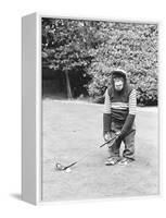 A Chimpanzee playing a round of golf-Staff-Framed Stretched Canvas