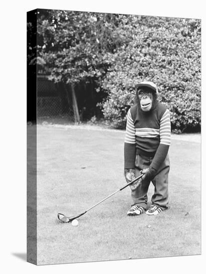 A Chimpanzee playing a round of golf-Staff-Stretched Canvas