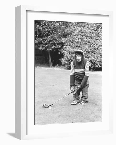 A Chimpanzee playing a round of golf-Staff-Framed Premium Photographic Print