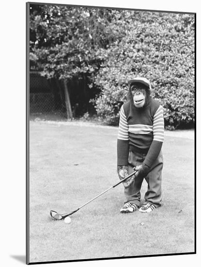 A Chimpanzee playing a round of golf-Staff-Mounted Premium Photographic Print
