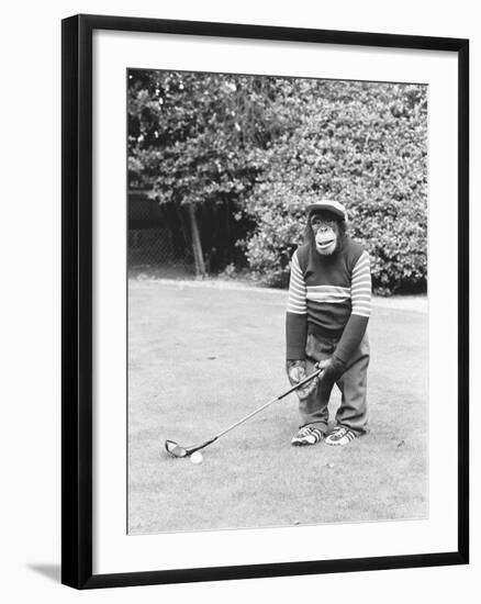 A Chimpanzee playing a round of golf-Staff-Framed Photographic Print