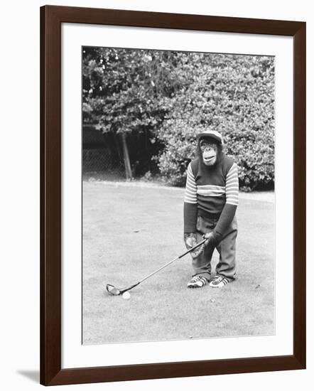 A Chimpanzee playing a round of golf-Staff-Framed Photographic Print