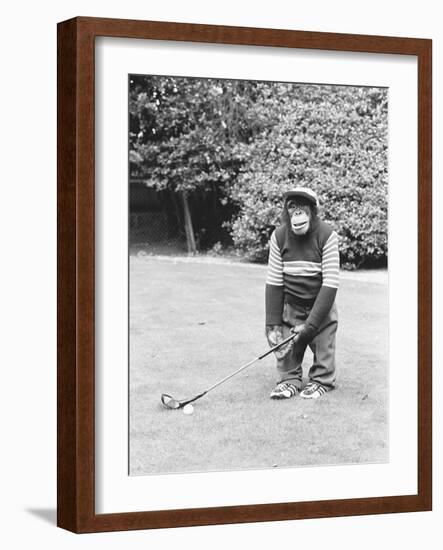 A Chimpanzee playing a round of golf-Staff-Framed Photographic Print