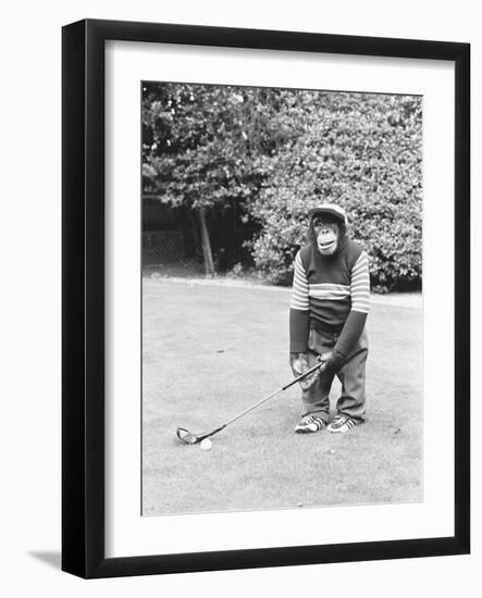 A Chimpanzee playing a round of golf-Staff-Framed Photographic Print