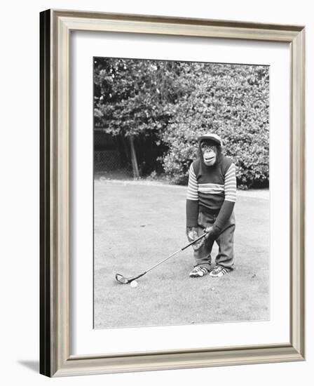 A Chimpanzee playing a round of golf-Staff-Framed Photographic Print