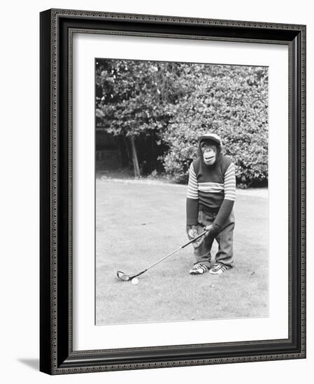 A Chimpanzee playing a round of golf-Staff-Framed Photographic Print