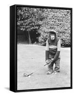 A Chimpanzee playing a round of golf-Staff-Framed Stretched Canvas