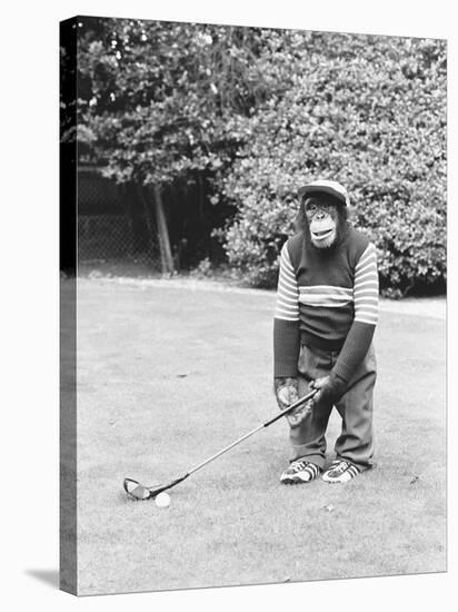A Chimpanzee playing a round of golf-Staff-Stretched Canvas