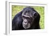 A chimpanzee with beautiful brown eyes.-Larry Richardson-Framed Photographic Print